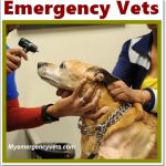 Emergency Vet, Emergency Doctors,