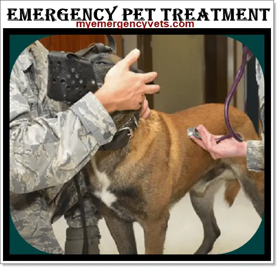 Emergency vet hospital | 24 hour vet Animal Hospital ...