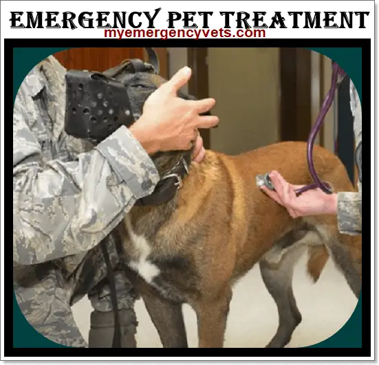 emergency pet hospital