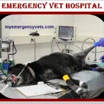 Emergency vet hospital | 24 hour vet Animal Hospital & Veterinarian 2021