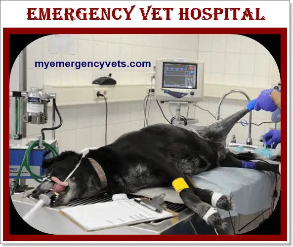 Emergency Vet Hospital near me