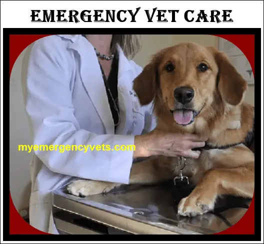 affordable emergency vet care near me