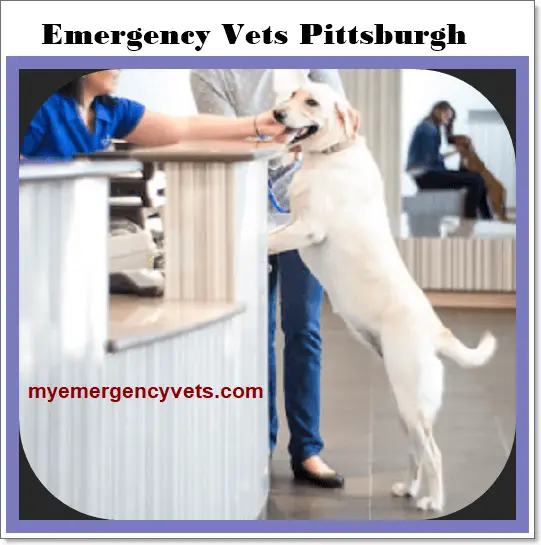 Emergency Vets Pittsburgh Low Cost Veterinary Clinics 2023