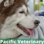 Pacific Veterinary Hospital ca