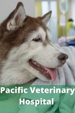Pacific Veterinary Hospital ca