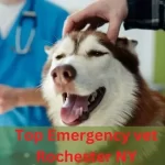 Emergency vet Rochester NY