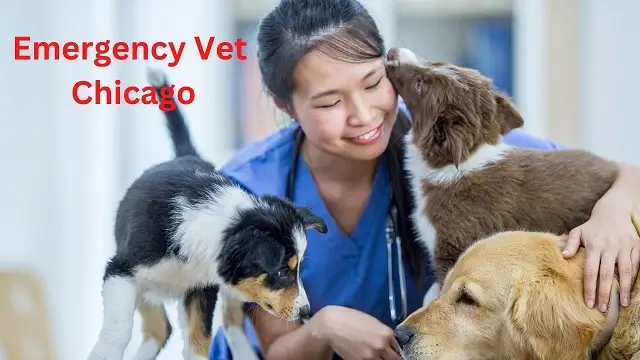 Emergency Vet Chicago